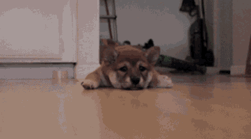 a small brown dog laying on its back on a wooden floor