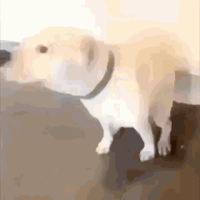 a dog with a collar is standing next to a person 's leg .