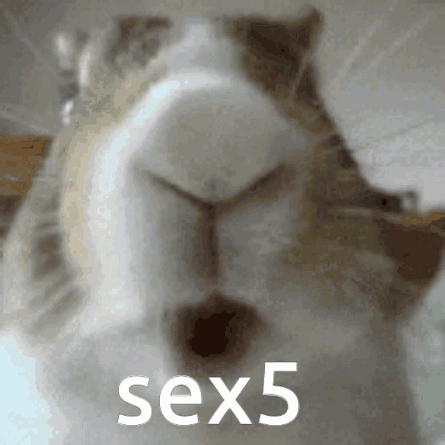 a close up of a cat 's face with the word sex5 written in white