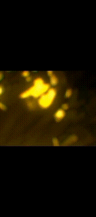 the word lbm that is on a yellow and black background