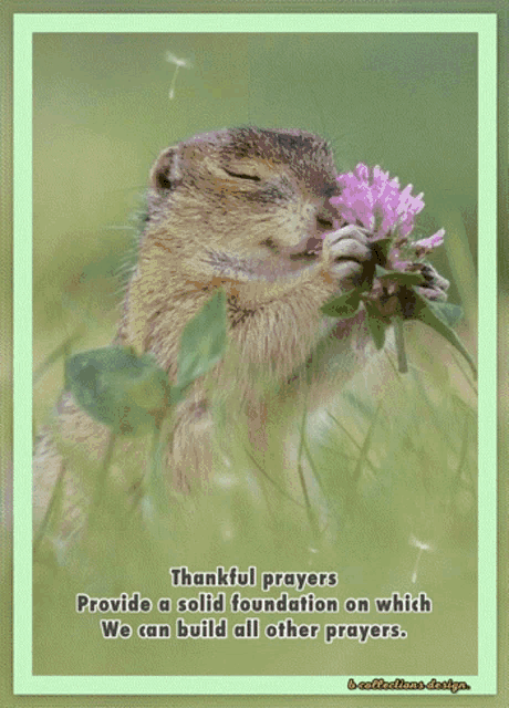 a picture of a squirrel smelling a flower with the words " have a blessed thursday "