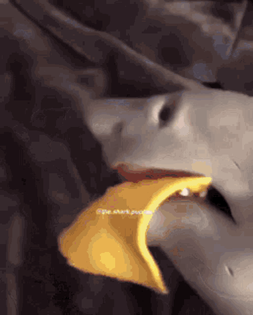 Shark Puppet GIF - Shark Puppet Cheese GIFs