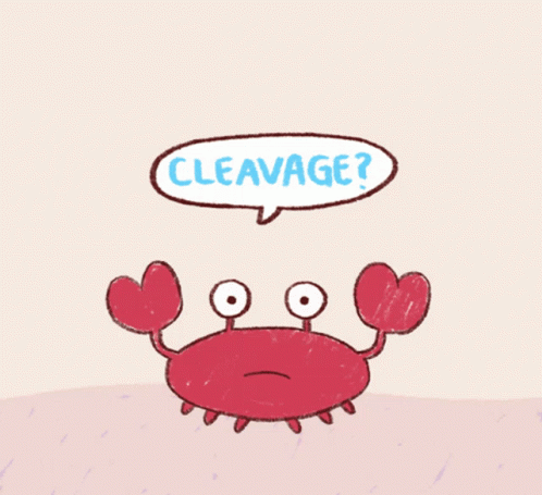 Cleavage Crab GIF - Cleavage Crab Bee GIFs