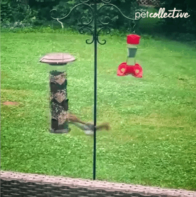 a bird feeder with the petcollective written on the top