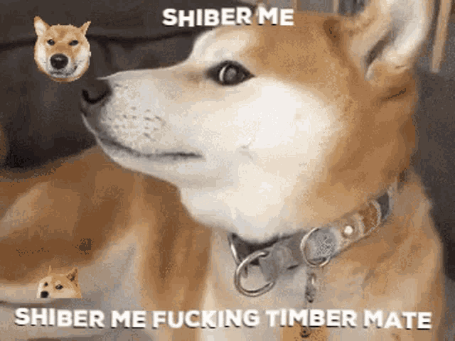 a dog with a collar says shiber me shiber me fucking timber mate .