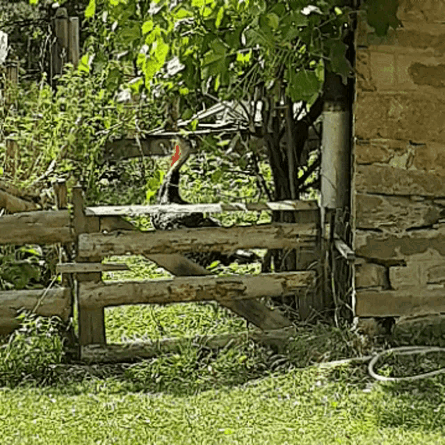 a turkey behind a wooden fence with a red head