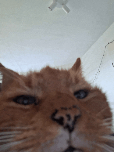 a close up of an orange cat 's face with a ceiling fan in the background