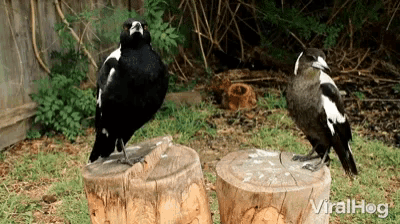 two birds standing on a tree stump with the words viralhog written on the bottom