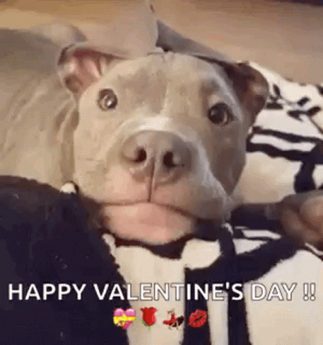 Dog Happy Valentines Day GIF - Dog Happy Valentines Day Puppy GIFs