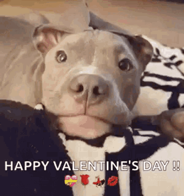 a dog is laying on a couch with a sweater on and a happy valentine 's day message .