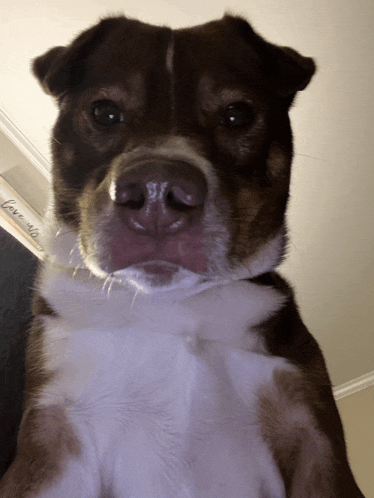 a brown and white dog is looking at the camera with a sign in the background that says love me