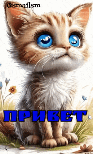 a picture of a kitten with blue eyes and the word priket