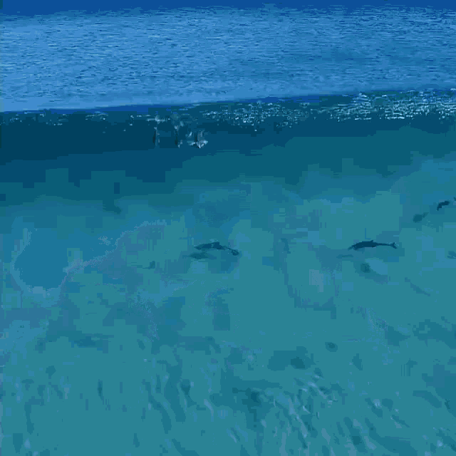 a group of dolphins are swimming in the ocean