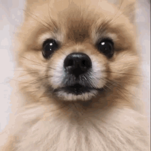a close up of a pomeranian dog 's face with a blurred background .