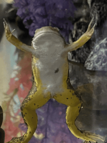 Pablo Frog GIF - Pablo Frog Lord Almighty GIFs