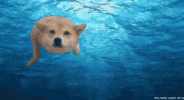 Dog Cute GIF - Dog Cute Swimming GIFs