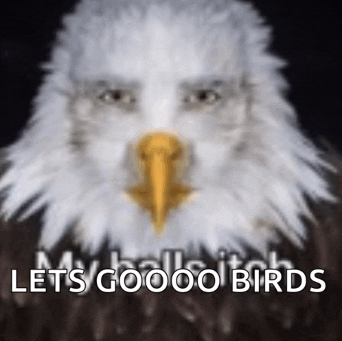 a bald eagle with a yellow beak and the words let 's goooo birds above it