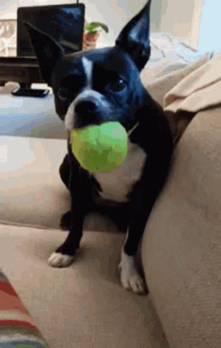 Dog Ball GIF - Dog Ball Drop GIFs
