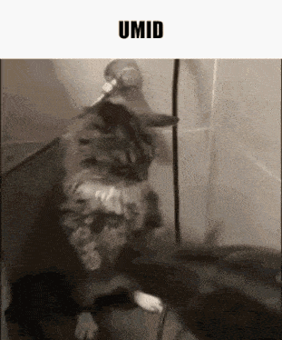 a cat is sitting on a person 's lap and looking at the camera with a caption that says umid .