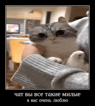 a cat is sitting on a person 's lap and looking at the camera while wearing a grey sweater .