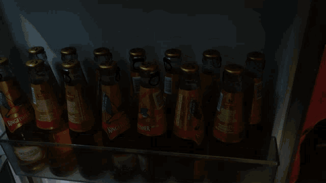 several bottles of kingfisher beer are lined up in a refrigerator
