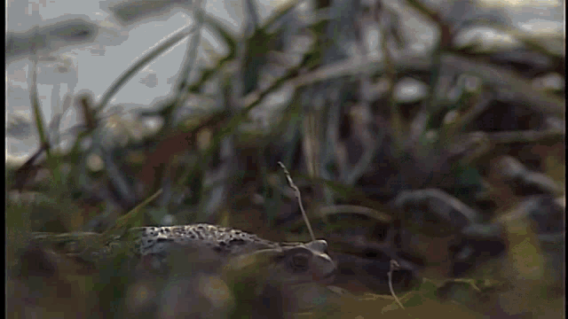 a close up of a frog in the grass near a body of water