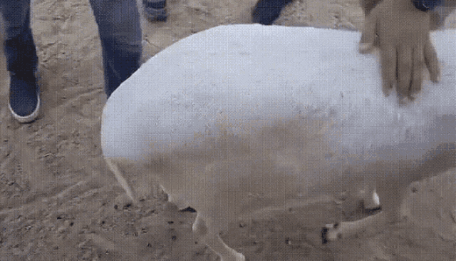 a person is petting a white sheep in the dirt