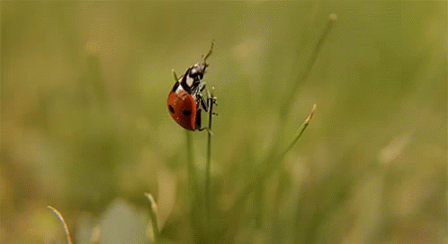 Bugs Lady Bugs GIF - Bugs Lady Bugs GIFs