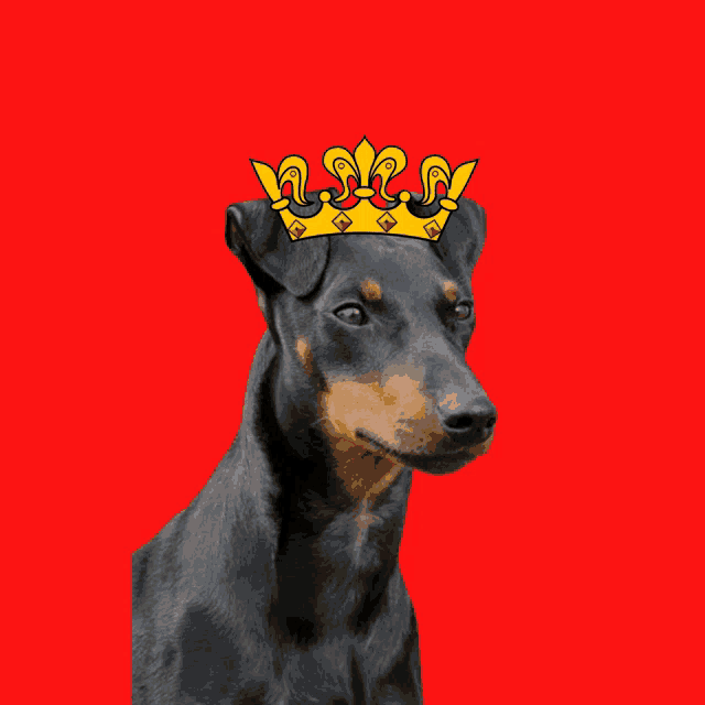 a dog with a crown on its head with the letter s on it