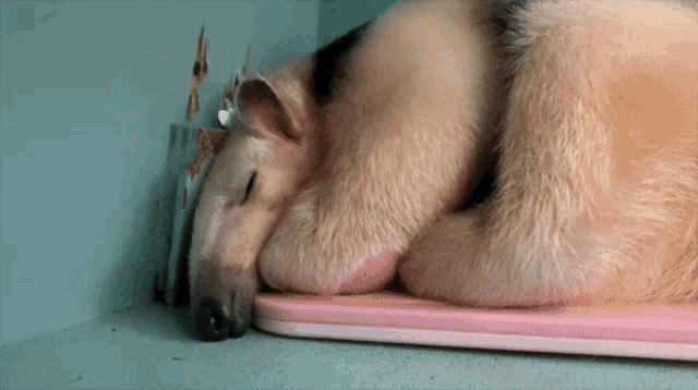 an anteater sleeping on a pink mat with its head on its paws