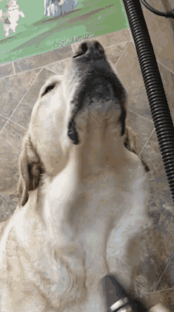a close up of a dog 's face with a sign in the background that says ' s & s veterinarian '