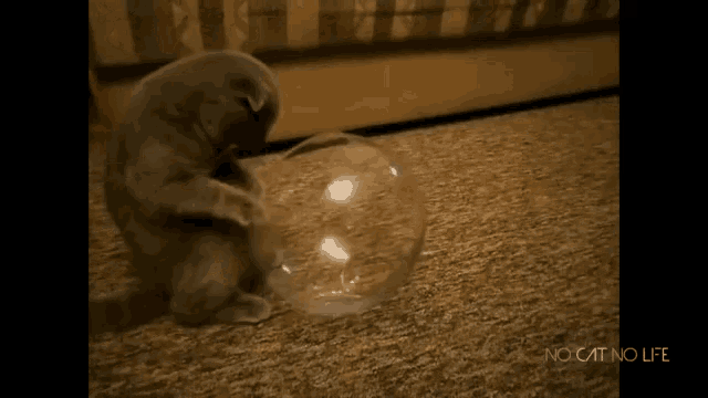 Funny Animals Cats GIF - Funny Animals Cats Kittens GIFs