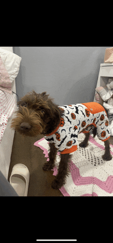 a small brown dog wearing a halloween pajama with pumpkins and bats on it
