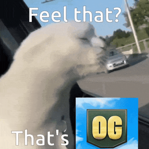 a picture of a dog with the words feel that that 's og on the bottom