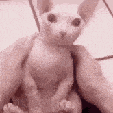 a person is holding a small white cat in their hands .