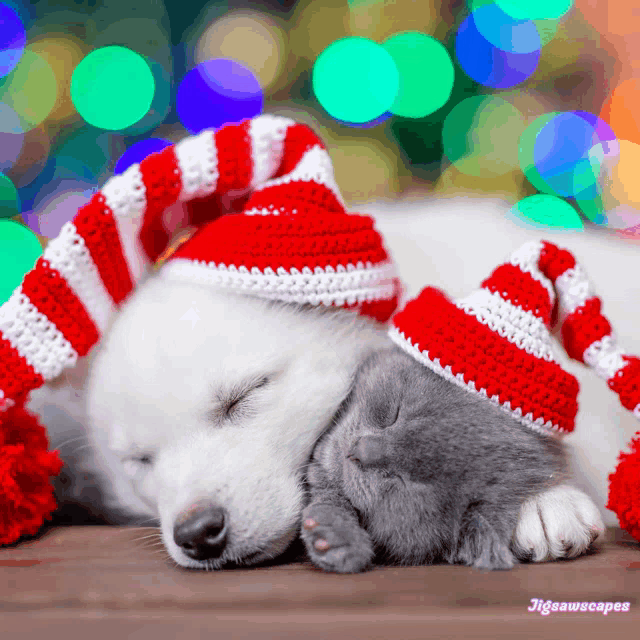 a dog and a kitten wearing santa hats are sleeping