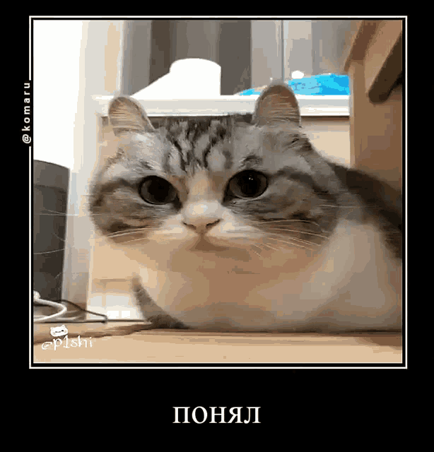 a gray and white cat is laying on a shelf and looking at the camera with a caption in russian