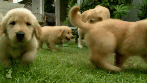 Puppy Love GIF - Dog Puppy Golden Retriever GIFs