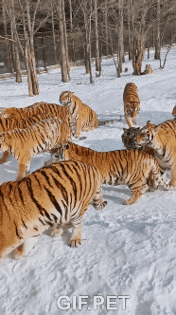 Gif Pet Big Cats GIF - Gif Pet Big Cats Tigers GIFs