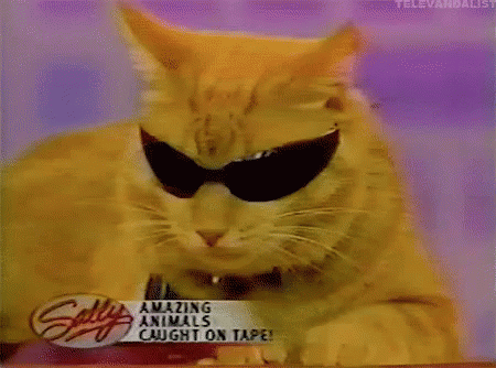 Pretty Cool GIF - Cat Sunglasses Chill GIFs