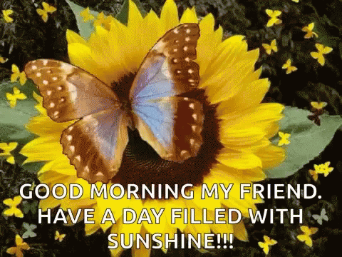 Good Morning Butterfly GIF - Good Morning Butterfly Sunflower GIFs