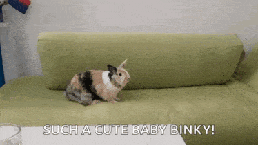 a calico rabbit is sitting on a green couch with the words such a cute baby binky