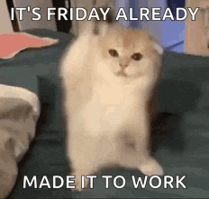 a cat is standing on its hind legs on a bed with the caption `` it 's friday already made it to work '' .