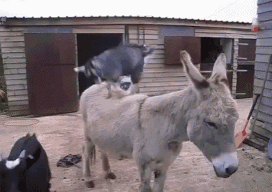 Patient Donkeys Deal With Wild Goats GIF - Wild Goat Patient GIFs