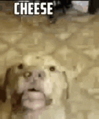 a close up of a dog 's face with the words `` cheese '' above it .
