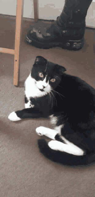 a black and white cat laying on the floor next to a person 's foot