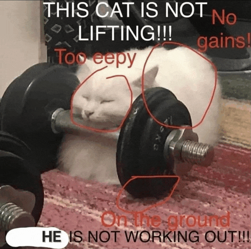 a cat is laying on top of a dumbbell with the caption " this cat is not lifting "