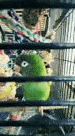 a green parrot is sitting in a cage with other parrots