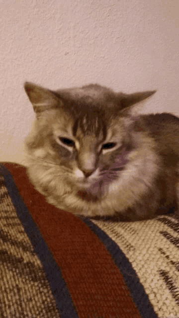 a cat laying on a couch with a purple spot on its face
