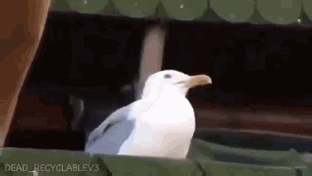 Seagull Gaivota GIF - Seagull Gaivota Redeye Seagull GIFs